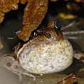 Limnodynastes peroni (Brown Striped Frog) It took me 4 years to see this shy frog.<br />Canon EOS 7D + EF70-200 F4.0L + EF1.4xII + SPEEDLITE 580EXII